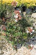 Abelia grandiflora