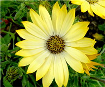 Dimorphoteca jaune "lemonade"