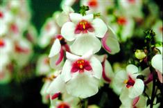 Diascia Integerrima 'Blush'
