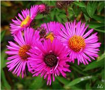 Aster