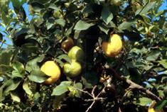 Citronnier 'La Valette'